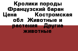 Кролики породы Французский баран › Цена ­ 400 - Костромская обл. Животные и растения » Другие животные   . Костромская обл.